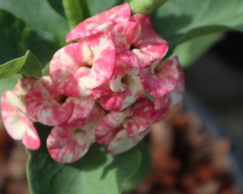 Euphorbia milii wholesale price offer exporting to USA