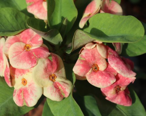 Euphorbia milii pot plants for sale to russia