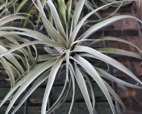 tillandsia exporting to singapore
