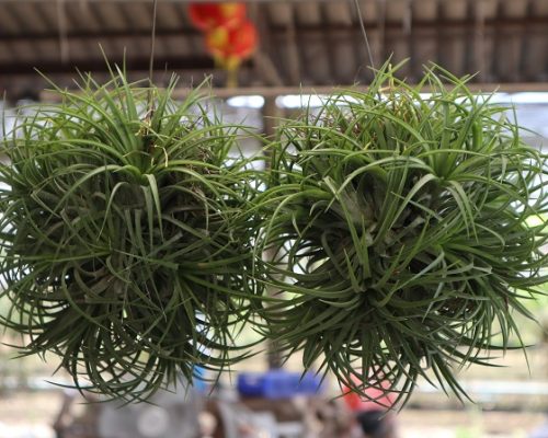 Tillandsia Ionantha airplant for sale to taiwan