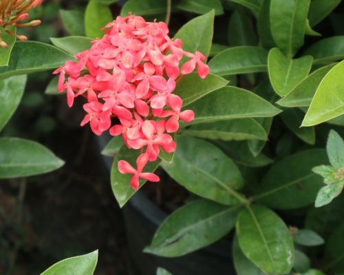 Pink ixora for sale to Bahrain by airplane