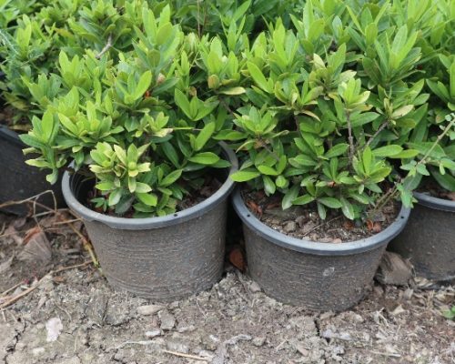 Ixora mix color in pot plant
