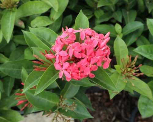 Thailand ixora chinensis for sale to qatar