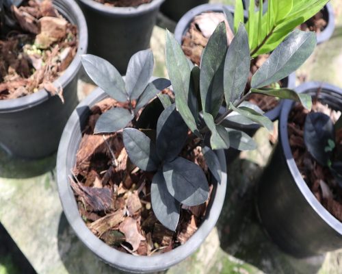 ZZ plant live for sale to russia and USA