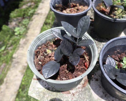 Zamioculcas Zamiifolia black color selling to russia