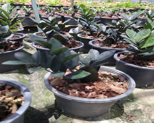 Zamioculcas Zamiifolia black color selling to russia