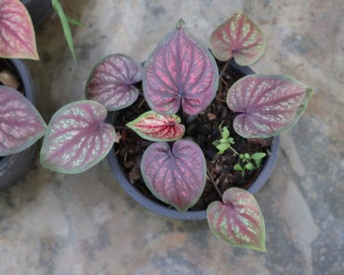 Thai caladium bulbs for sale Thai caladium bulbs for sale