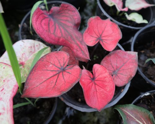 Thai caladium bulbs for sale Thai caladium bulbs for sale