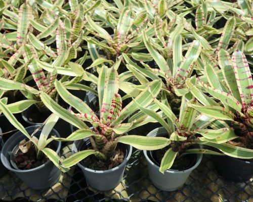 Bromeliads nursery plant live quality exporting