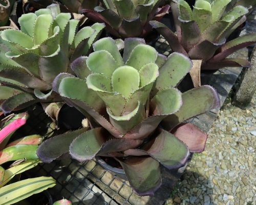 thai bromeliad for sale to iran