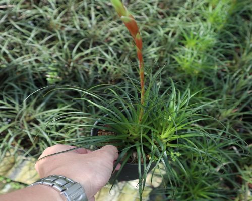 Bromeliads new variety for sale to japan