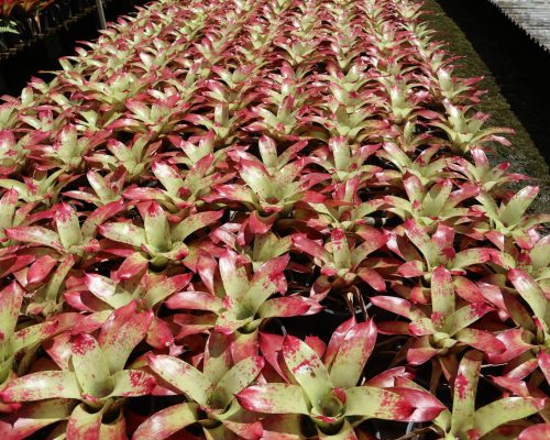 Bromeliads nursery exporting quality to tanzania