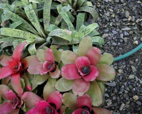 Bromeliads nursery selling to USA