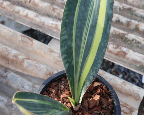 sansevieria masoniana variegated selling to USA