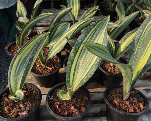 Sanseveria masoniana Variegated pot plants to japan and USA