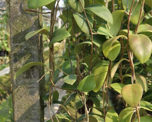 Hoya Archboldiana YM excellent for exporting to USA