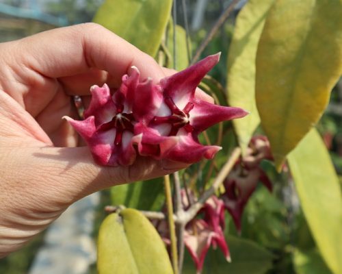 Hoya Archboldiana YM excellent