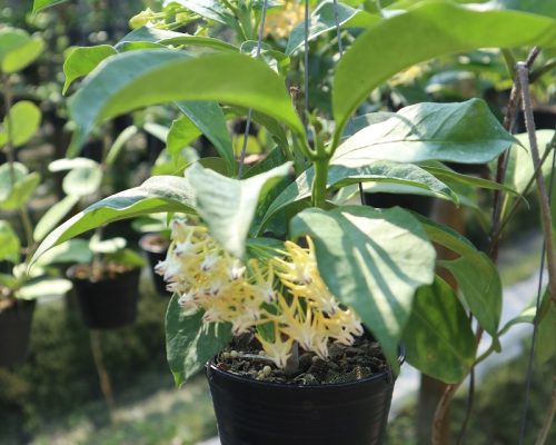 Thialand hoya plant live