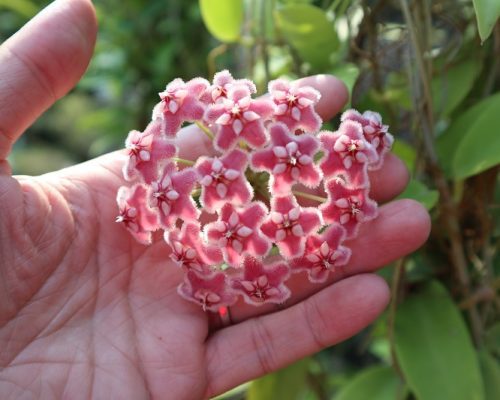 Hoya krohniana black silver exporting from nursery to your country