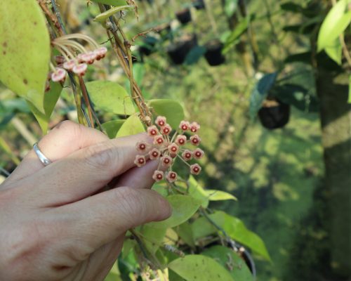 ้hoya polynura albomarginata exotic variety from us