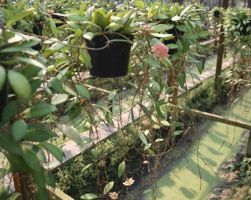 Hoya sp.hon thom splash from thailand garden