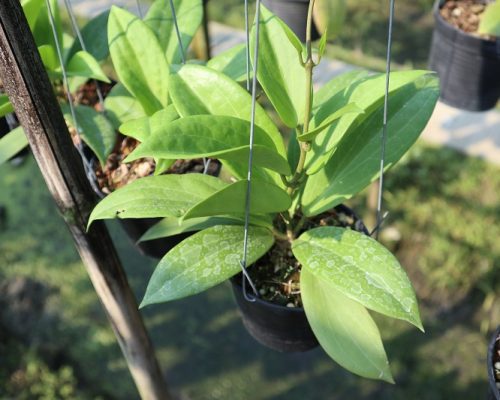 Thailand hoya plant exotic kind which in nursery