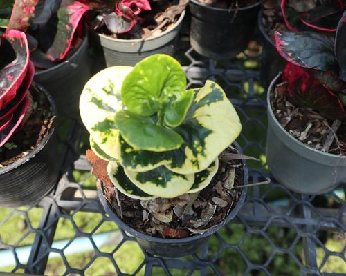 Thai croton live plant from thailand to USA garden shop