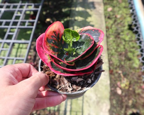 Croton plant live from thailand exporter