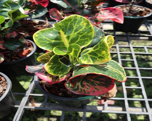 Croton thailand garden new variety to selling to USA