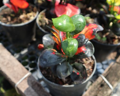 Thai croton live plant from thailand to USA garden shop