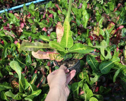 Thai croton live plant from thailand to USA garden shop