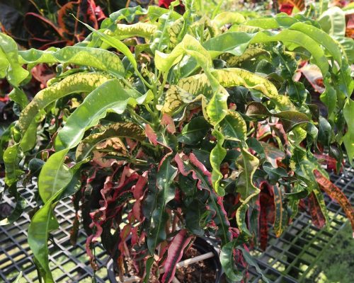 Thai croton live plant from thailand to USA garden shop