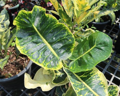croton green variety for sale