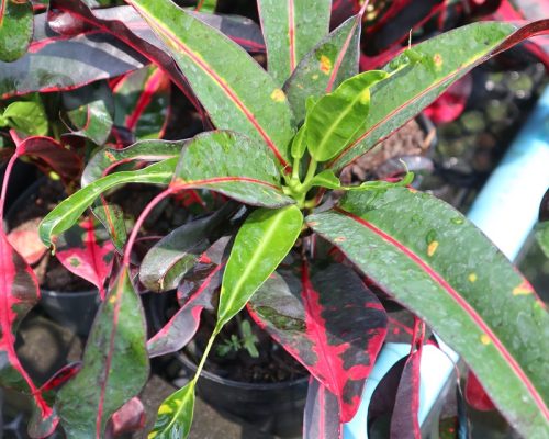 Thailand nursery croton pot plant