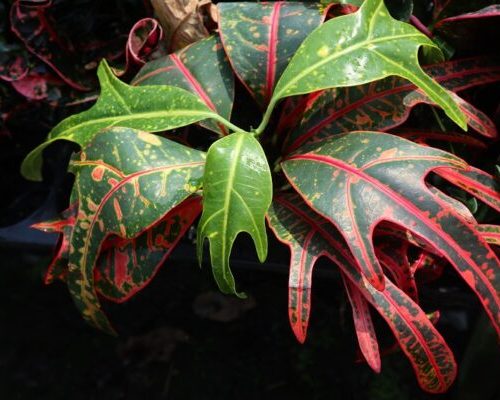 Croton thailand garden new variety to selling to USA