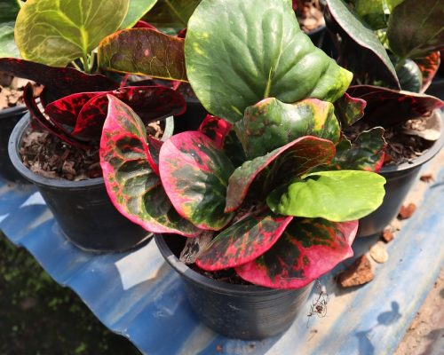 Croton thailand garden new variety to selling to USA