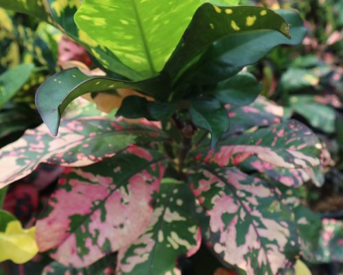 Thai croton live plant from thailand to USA garden shop