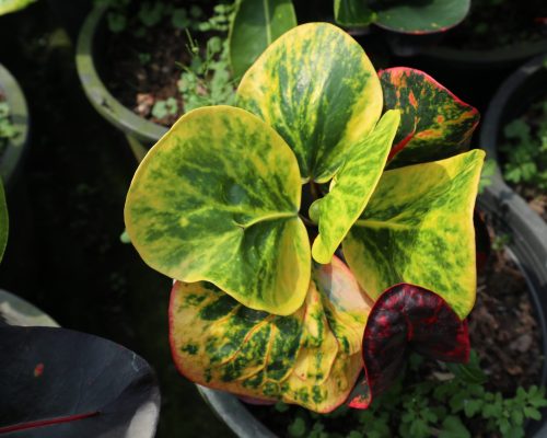 Croton thailand garden new variety to selling to USA