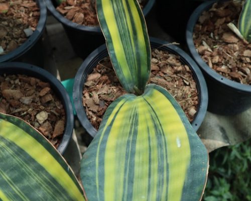 Sanseveria masoniana Variegated pot plants to japan and USA
