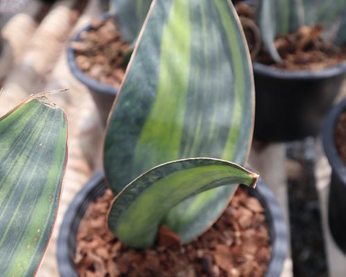 Sanseveria masoniana Variegated pot plants to russia