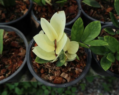 zz variegated plants live