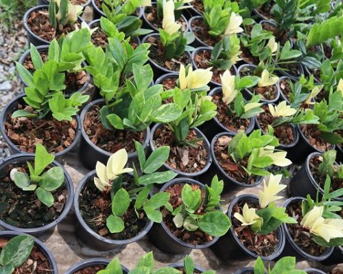 Zamiifolia Zamioculcas selling to kenya and south africa by airplane
