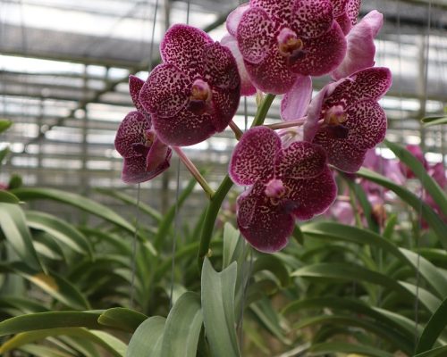 Vanda orchid thailand exporter company