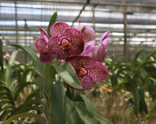 Vanda orchid thailand nursery
