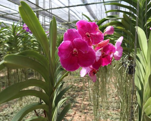 Vanda Orchid colorfull exporting quality to USA