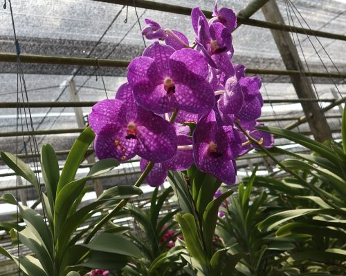 Vanda orchid thailand exporter company