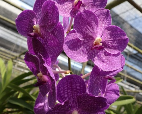 Orchid vanda