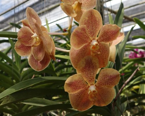 Orchid vanda delight freshness