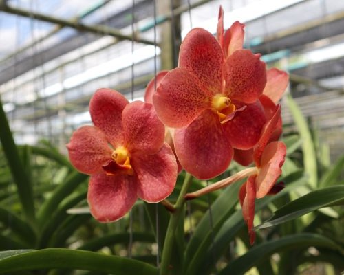 Vanda orchid thailand nursery