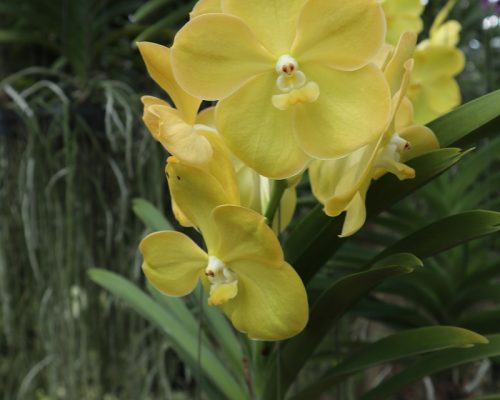 Vanda orchid